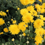 Chrysanthemum 'Suncatcher'