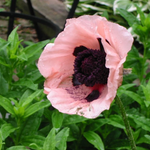 Papaver Poppy 'Victoria Louise'