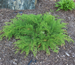 Cypress 'Russian'