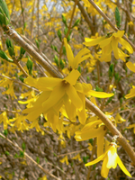 Forsythia 'Northern Gold'