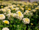 Chrysanthemum 'Morden Cameo'