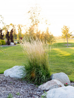 Reed Grass 'Karl Forester Feather Reed'