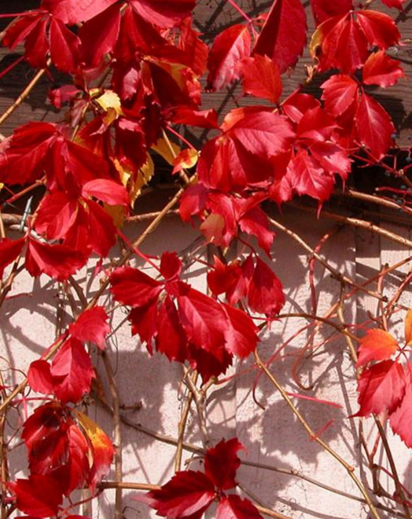 Ivy 'Engleman Ivy'