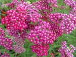 Achillea Yarrow 'Cerise Queen'