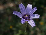 Catananche 'Cupid's Dart'