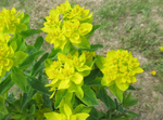 Euphorbia Polychroma 'Cushion Spurge'