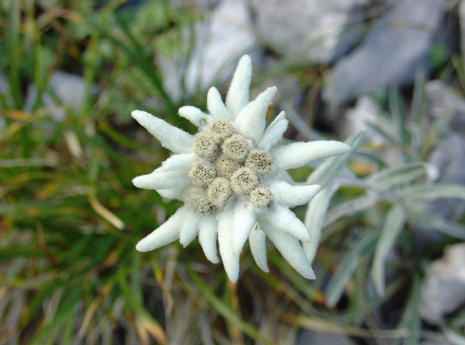 Edelweiss Leontopodium