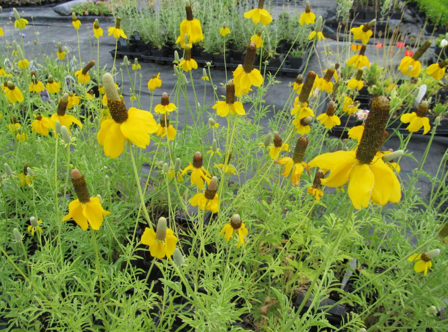 Prairie coneflower 'Yellow'