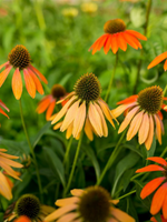 Echinacea Coneflower 'Cheyenne Spirit'