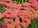 Sedum Stonecrop 'Autumn Joy'