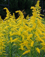 Solidago Goldenrod 'Baby Gold'