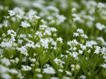 Gailum 'Sweet Woodruff'