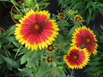 Gaillardia Blanket Flower 'Goblin'