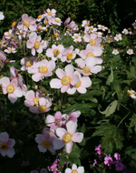 Anenome Robustissima 'Grape Leaf'