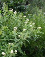 Milkweed Asclepias 'Ice Ballet'