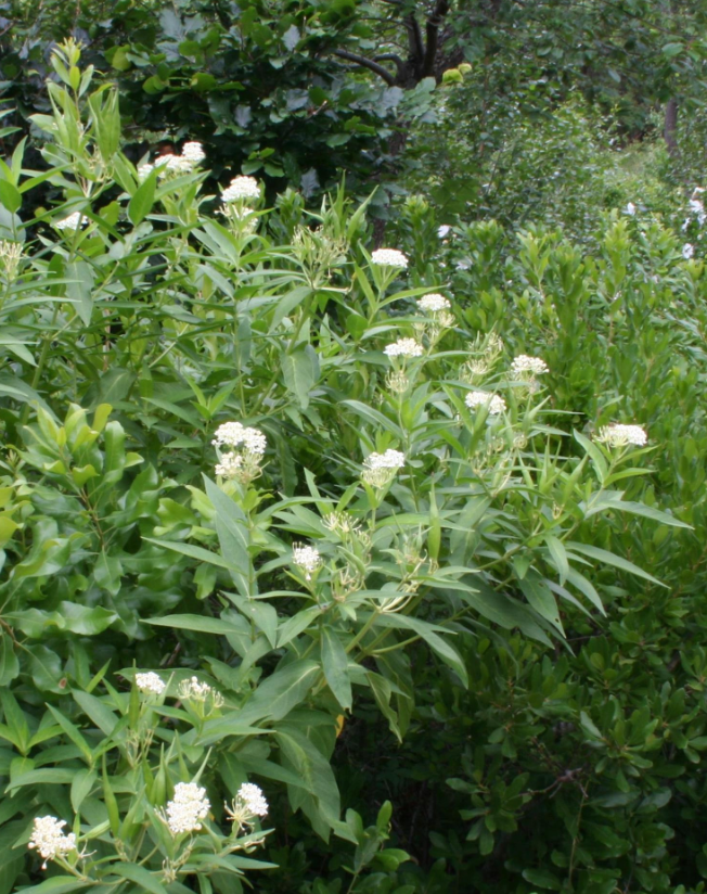 Milkweed Asclepias 'Ice Ballet'