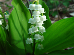 Convallaria 'Lily of the Valley'
