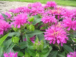 Monarda Bee Balm 'Arcade Grande Parade Bergamot'