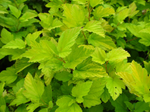 Ninebark 'Darts Gold'