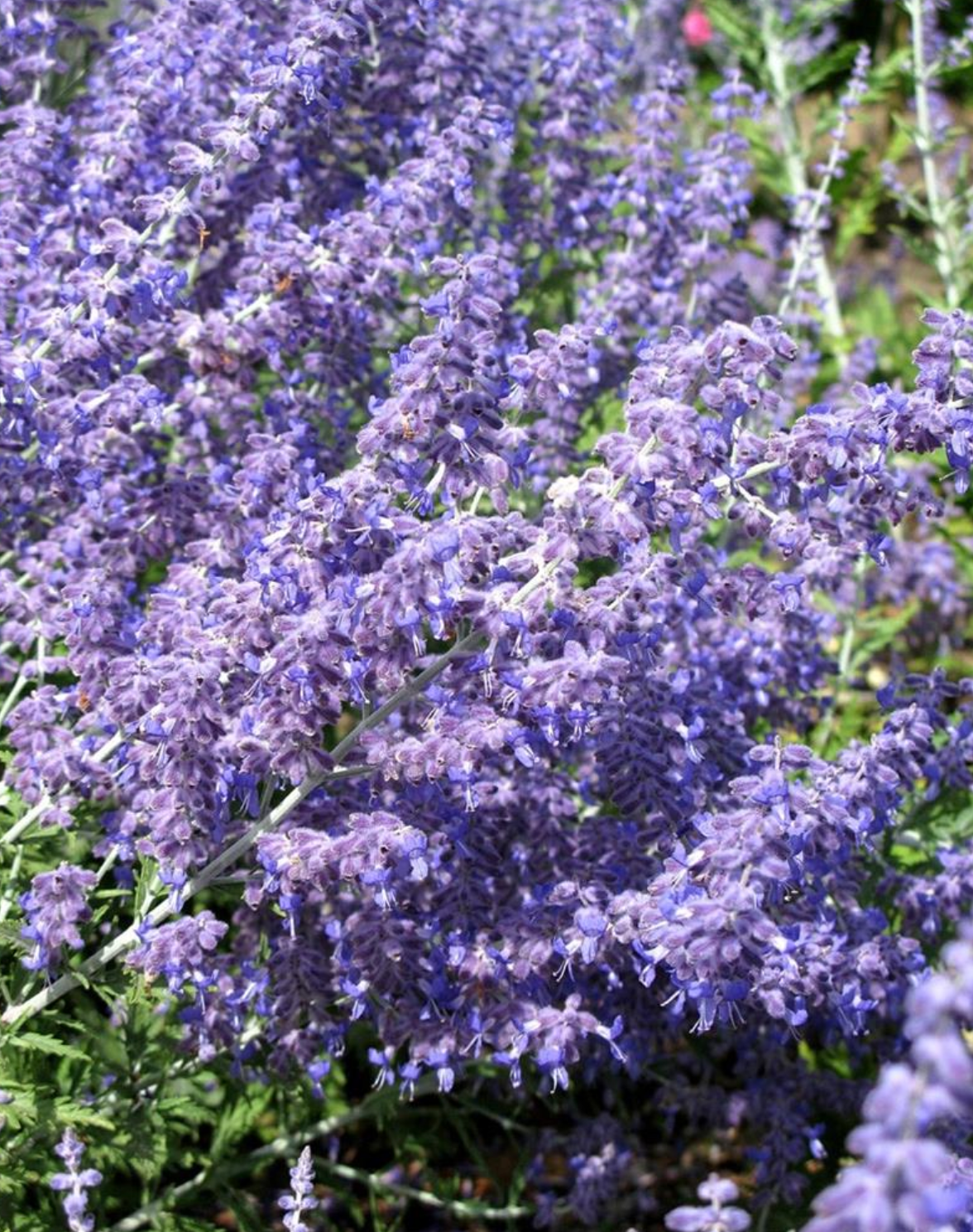 Russian Sage 'Perovskia'