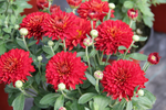 Chrysanthemum 'Morden Garnet'