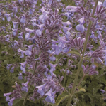 Nepeta Catmint 'Six Hills Blue'