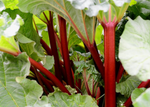 Canada Red Rhubarb