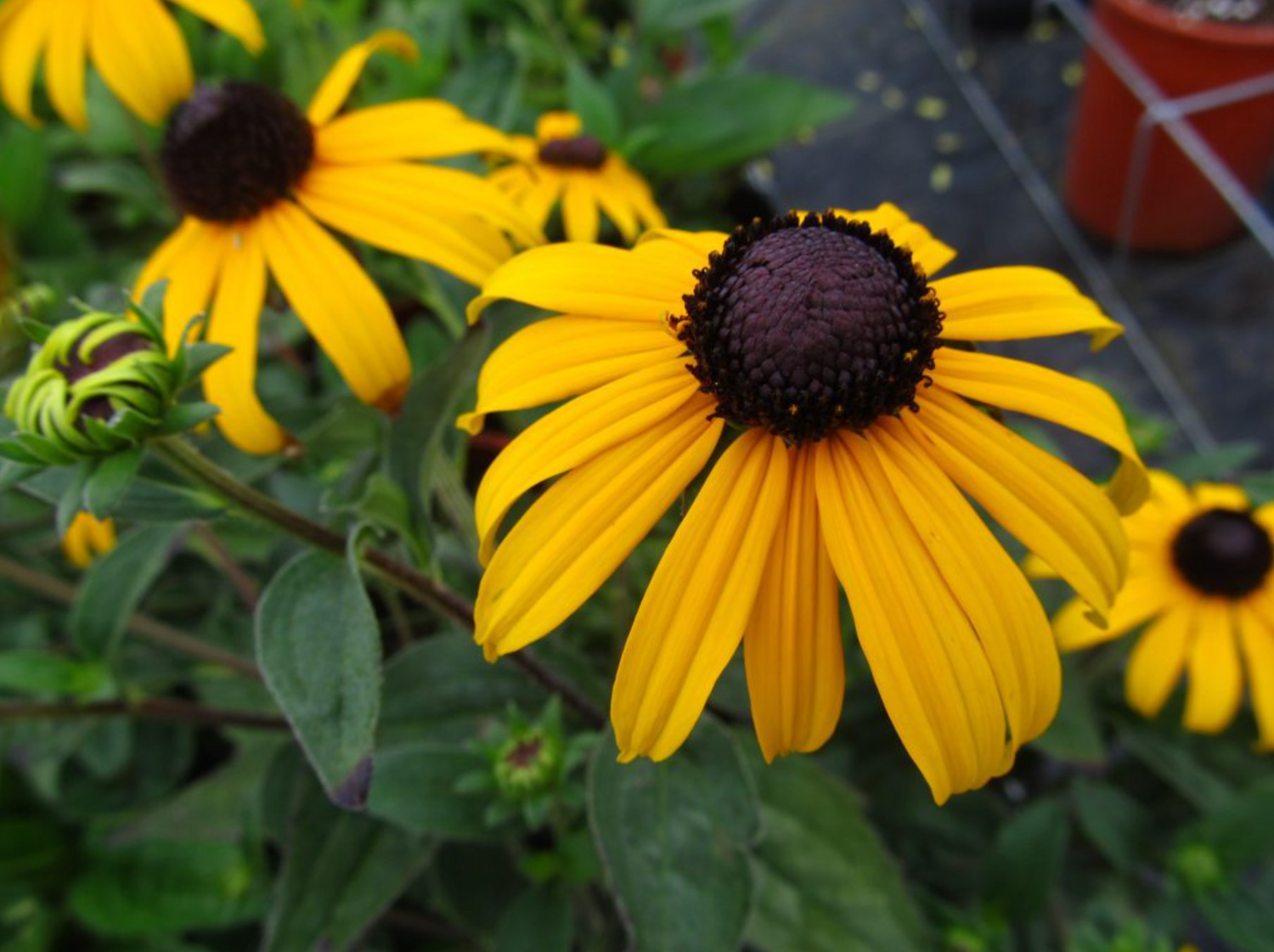 Rudbeckia 'Goldsturm’