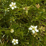 Irish Moss 'Sagina'