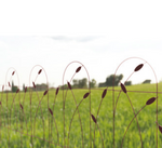 Cattails Folding Metal Fence
