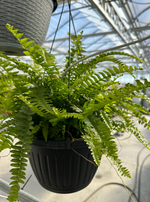 Boston Fern
