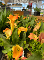 Potted Calla Lily