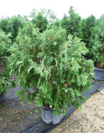 Cedar 'Wareana'