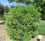 Cedar 'Woodwardii Globe'