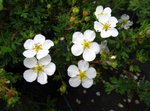 Potentilla 'Abbotswood'