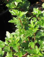 Ribes 'Alpine Current'