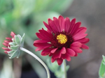 Gaillardia Blanket Flower 'Burgundy'
