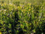 Cotoneaster