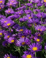 Aster 'Dark beauty'