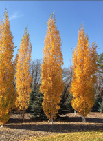 Parkland Pillar Birch