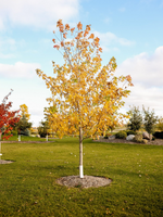 Maple 'Silver Cloud'