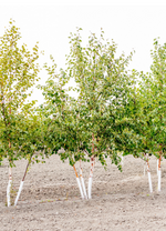 Birch 'Paper Clump'