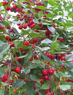 Cherry 'Evans Cherry'