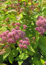 Spirea 'Goldflame'