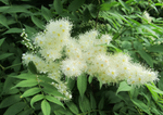 Spirea 'Ash Leaf False'