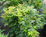 Spirea 'Sem False'