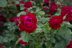 Rose 'Canadian Shield'