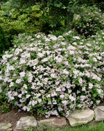 Spirea 'Little Princess'
