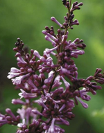Lilac 'Donald Wyman'