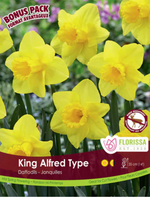 Narcissus 'King Alfred'
